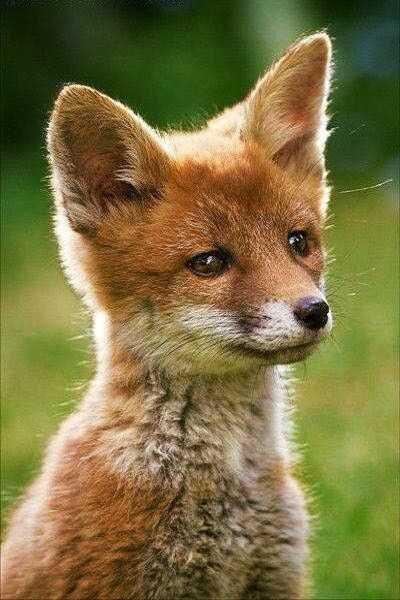 animal-fox-cute.jpg.846a1565904bbc9e83b7f6fc59522493.jpg