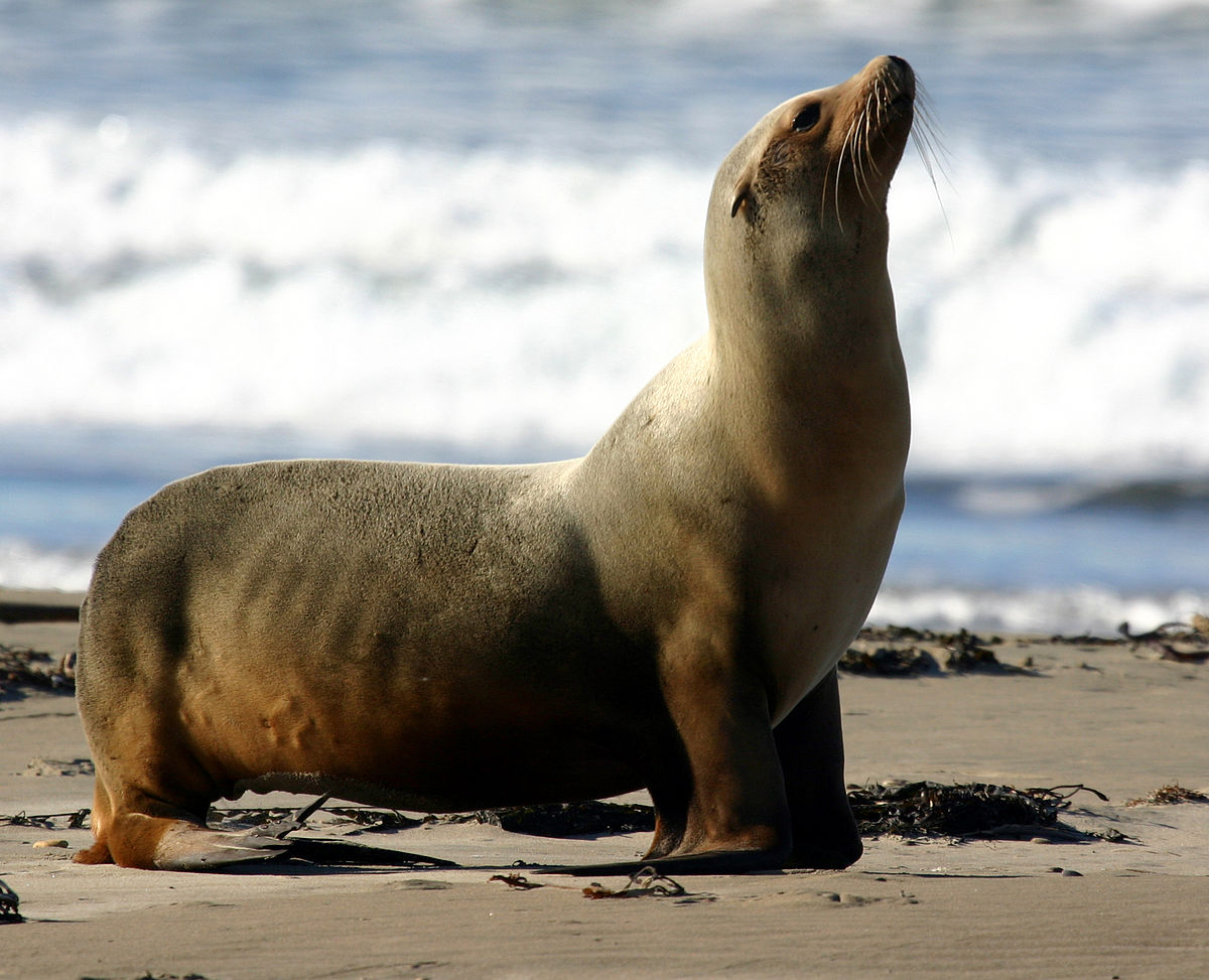 1200px-Zalophus_californianus_-_Morro_Bay.jpg.b0af12567f23a414554d27b6be4f6333.jpg