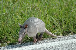 250px-Armadillo_at_Kennedy_Space_Center_(KSC-07PD-2276).jpg.b1ff9ea55eccef696c386a7f0f1b3a62.jpg