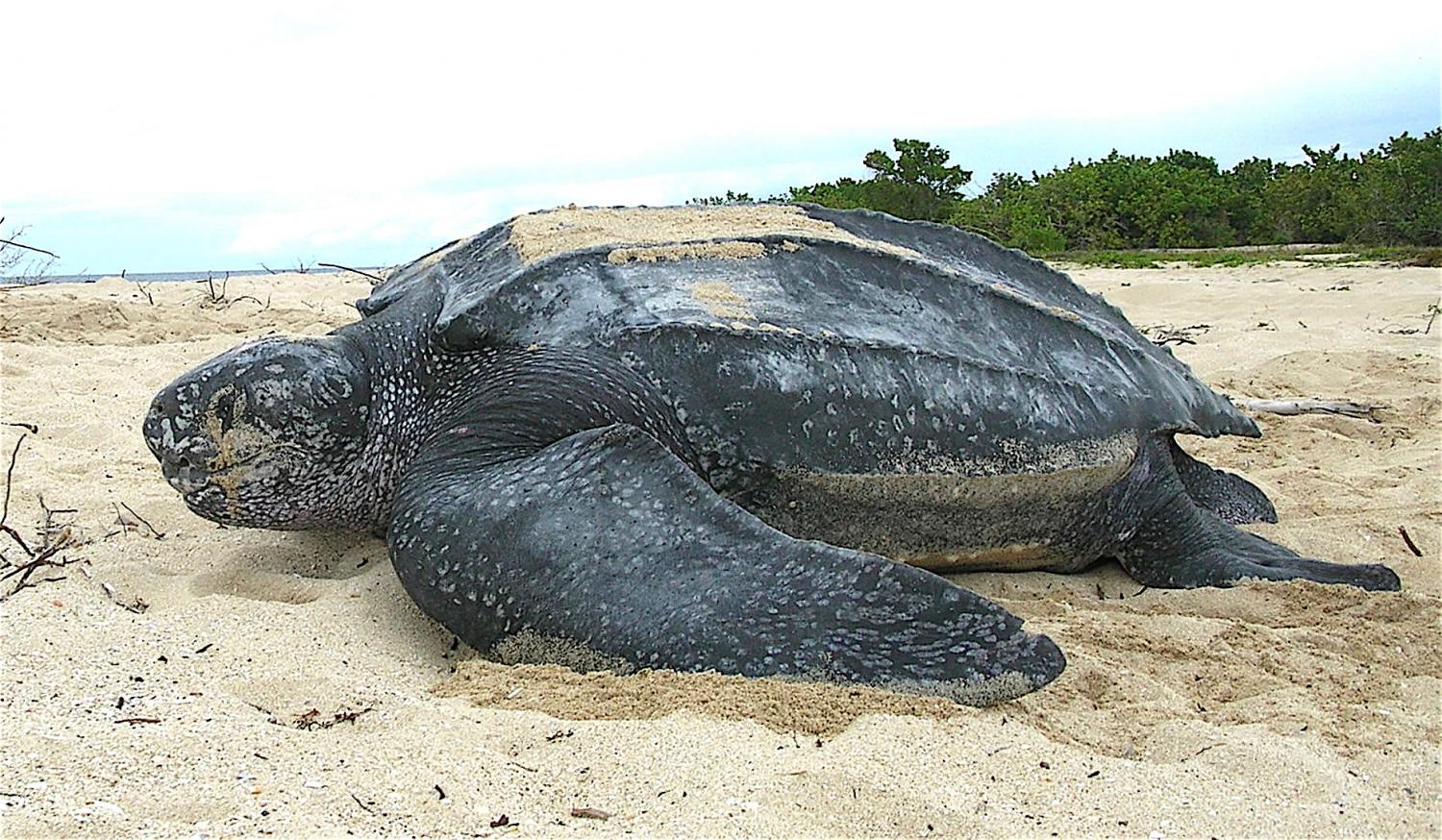 476106913_Leatherback_sea_turtle_Tinglar_USVI_(5839996547).thumb.jpg.5f7250870f0b517262a7065728445207.jpg