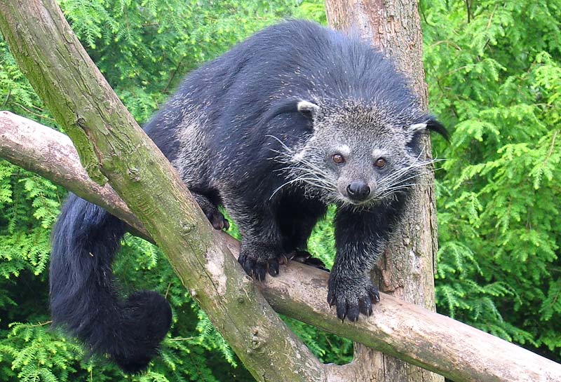 Binturong_in_Overloon.jpg.303df6288ffd5e2459a4aa4098adc9d8.jpg