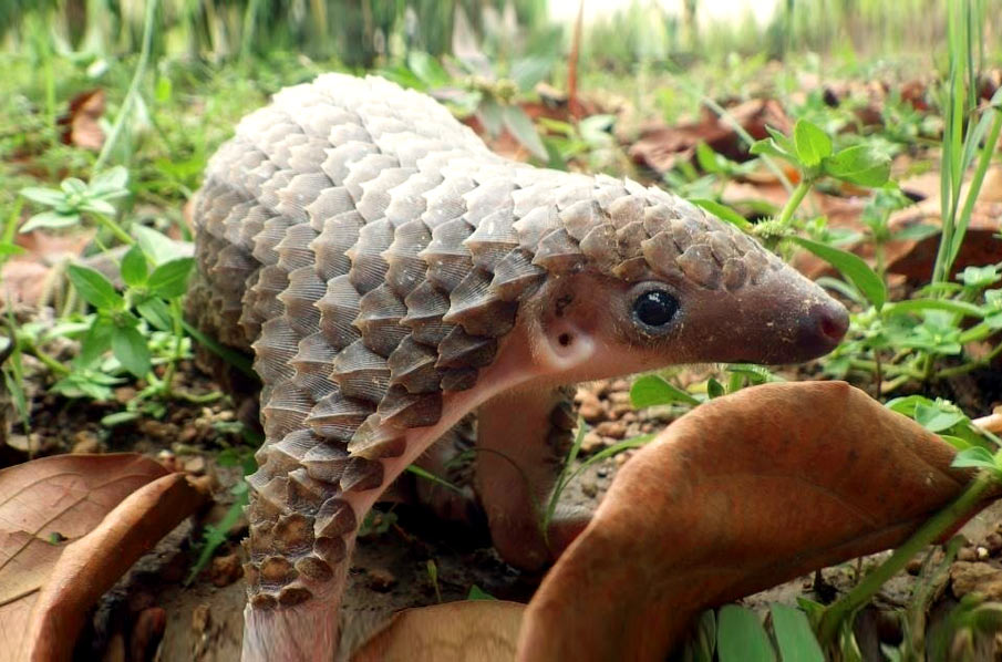 baby-pangolin.jpg.e8e9bf49e756fd482eb372f107287c49.jpg
