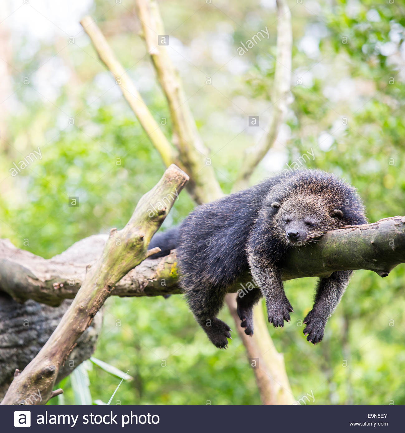 bearcat-binturong-sleeping-e9n5ey.jpg.c0f6032d86a37bd8f9f4cdfdb425f0b9.jpg
