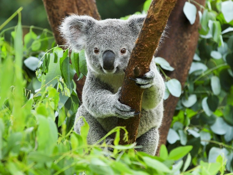 koala-min.jpg.30e87b7184b47ea6482496e2cf996d83.jpg