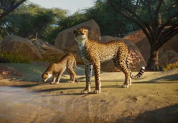 Cheetah-0.jpg.bcc697b53cac82297fb993bcb978fe9b.jpg
