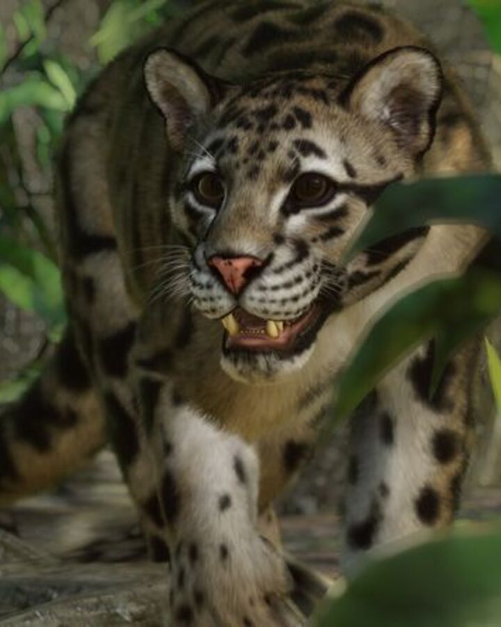 CloudedLeopardZoopedia.jpg.76d163bd6ef021429c020315b1bf5bb8.jpg