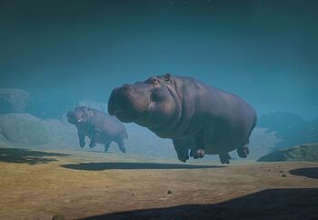 Hippopotamus-0.jpg.04dd220157a7c33875b2c13ff2d88d1f.jpg