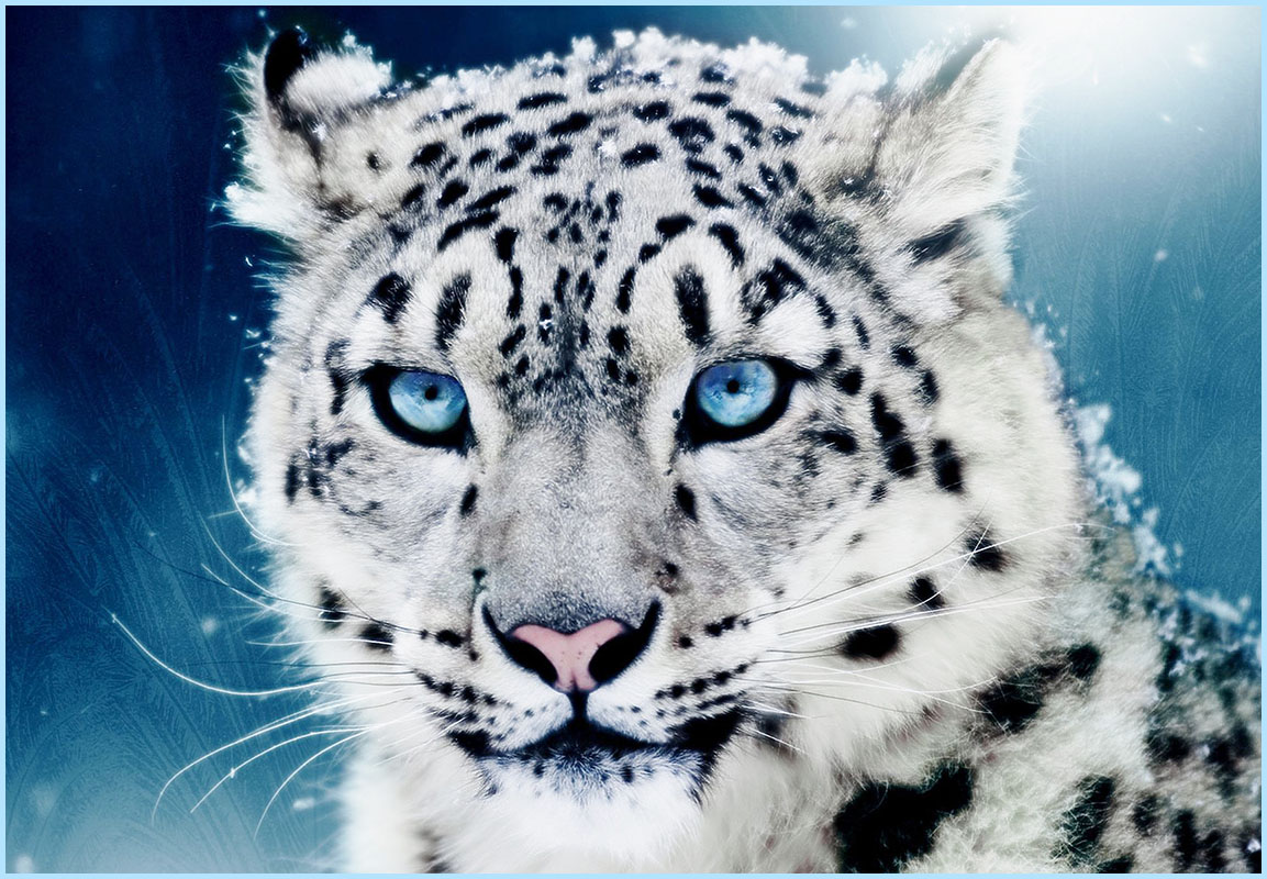 Leopardo-delle-nevi.jpg.7c7273f02a5c8afffc9c76c1b4bde17e.jpg