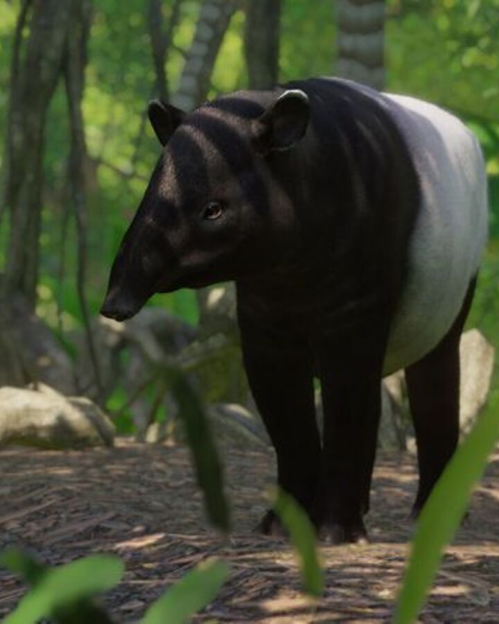 MalayanTapirZoopedia.jpg.629f974a1b172d3ac6f7ed32d90e80b7.jpg