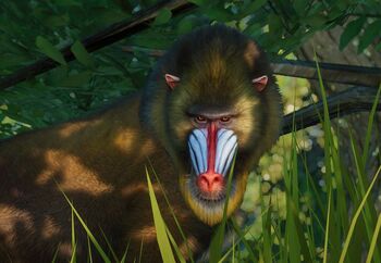 Mandrill.jpg.fce7d89c715085c6f9d8d16e4b2abb82.jpg