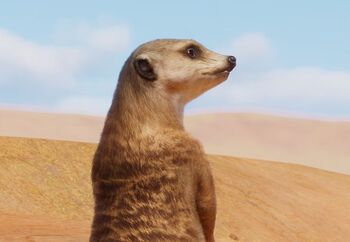 MeerkatZoopedia.jpg.e53f88961255f5b7a96faacb297d80b8.jpg