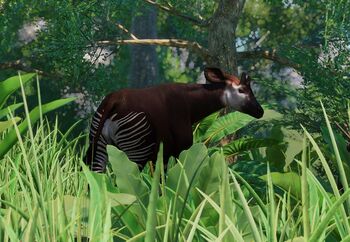 Okapi0.jpg.0678a0481edee9e27c9b3f3303f09d67.jpg