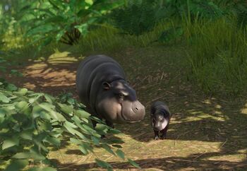 PygmyHippopotamus.jpg.808479b876e347cb4cdffef029b7dfb0.jpg