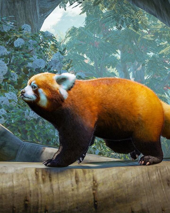 RedPanda.jpg.27454451ca2bebeccadcc2bc88c9a075.jpg