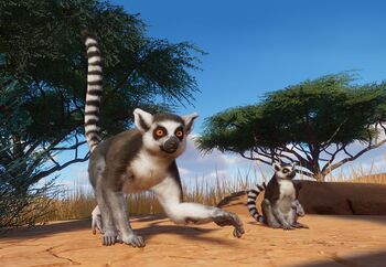 RingTailedLemur.jpg.74af6467637178c9349c4b90445ce19f.jpg