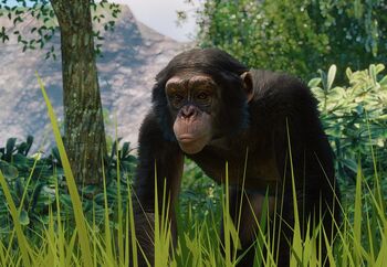 WesternChimpanzee.jpg.2324e5547df32ee552b9d018604651b1.jpg