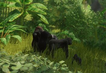 WesternLowlandGorilla.jpg.79a5e77fa0fd5b9523eb76cd0083ca60.jpg