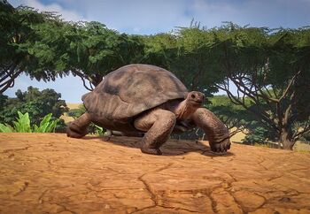 Zoopedia_Aldabra_Giant_Tortoise.jpg.b285f1d2ab8440b7d19c9b31483337fe.jpg