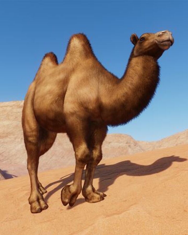 Zoopedia_Bactrian_Camel.jpg.0fd74da4cf4720757476834119b8a78a.jpg