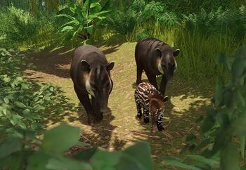 685195152_Zoopedia_Baird27s_Tapir.jpg.9ada578fae8edf6d5c0dc75c858f864f.jpg