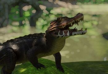 CuviersDwarfCaimanZoopedia.jpg.52dc13e7191eb98e5aeaeb6e670278fd.jpg