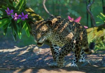 Jaguarzoopedia.jpg.2bd5ab4dbafab3752e0fdcdadca2c438.jpg