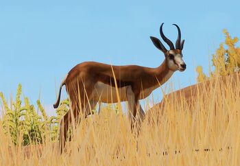 Springbok-0.jpg.71316fe04c818d0bc7049af968bbf760.jpg