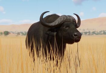 Zoopedia_African_Buffalo.jpg.883af778b9ba79df1676dee5ce92c13b.jpg