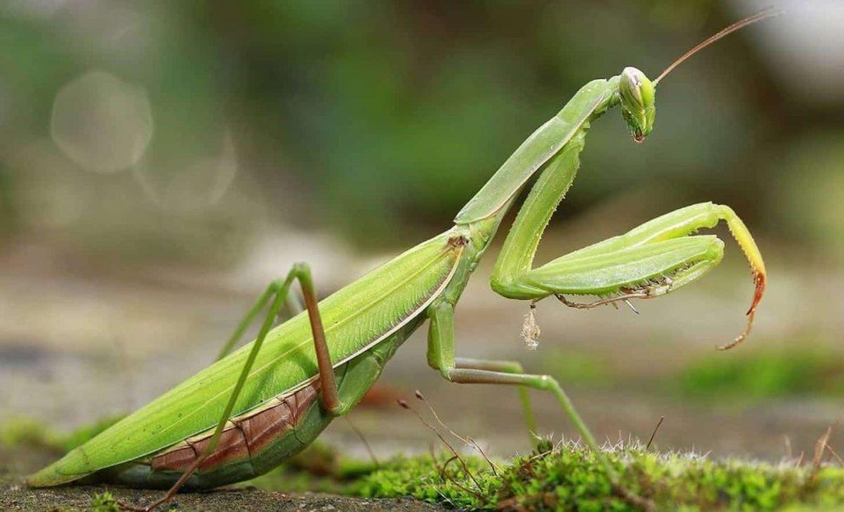 Mantide-religiosa-e1611759080844.jpg.c3a4f86711e1941bc441dc1be1e389b8.jpg
