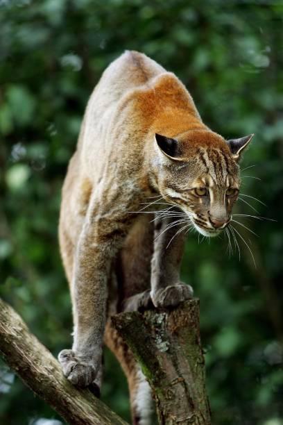 asian-golden-cat-or-temminks-cat-catopuma-temmincki-adult-picture-id1256986998.jpg.4a8b8ac80addee4dc3f904bc6f4e98bf.jpg