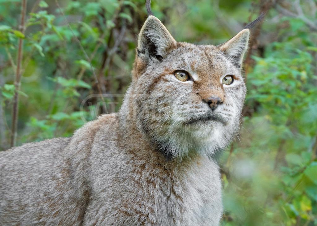 lince-italiana-primo-piano.jpeg.c4eacdc3f13b6f5a8c3683d12eaf68a8.jpeg